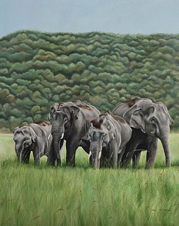 Asian Elephants  - Elephants in Corbett Tiger Reserve by Sunita Dhairyam