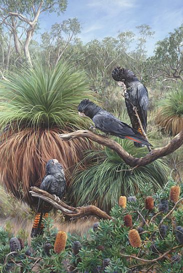 'Precious Places' - South-Eastern Red-tailed Black Cockatoos - South Eastern Red-tailed Black Cockatoos by Elizabeth Cogley