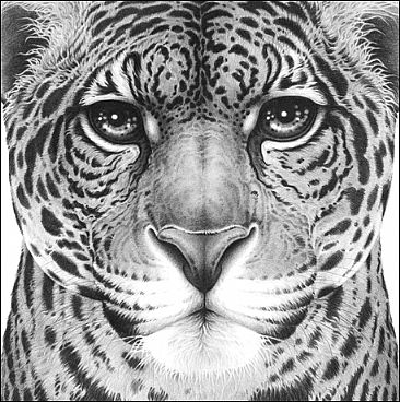 Power (box canvas) - Jaguar portrait by Gary Hodges