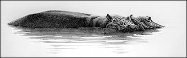 Shimmer - Hippo mother and calf by Gary Hodges
