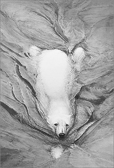 Polar Bear Swimming - Polar Bear open edition signed by Gary Hodges