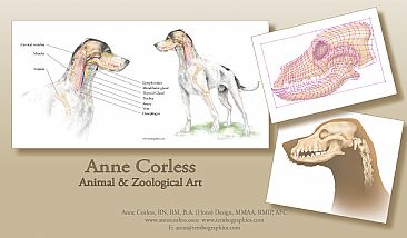 Examples of animal and zoological artwork 02 - Anatomical and Zoological artwork of a dog by Anne Corless
