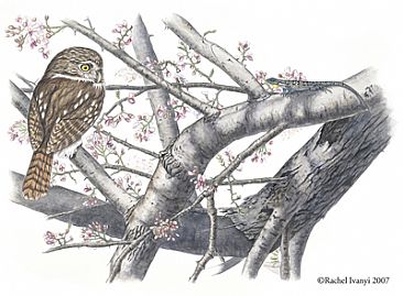 Cactus Ferrugionous Pygmy Owl in Ironwood Tree SOLD -  by Rachel Ivanyi