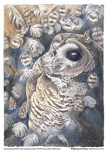 Redefining Deciduous SOLD - Mexican Spotted Owl, Strix occidentalis lucida by Rachel Ivanyi