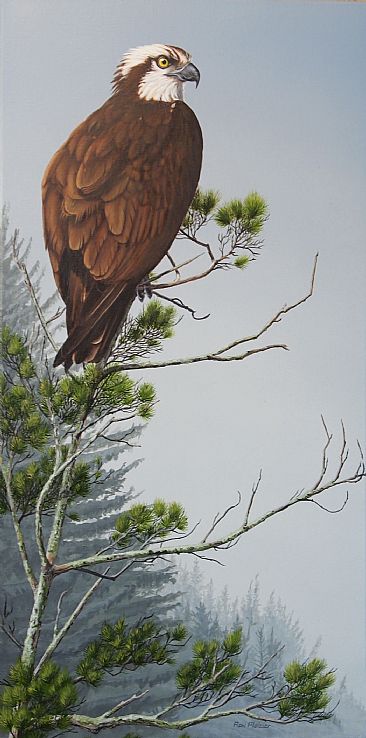 Commanding View - Sold - Osprey by Ron Plaizier