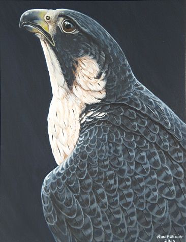 Peregrine Falcon - Study - Sold - Peregrine Falcon - Study by Ron Plaizier
