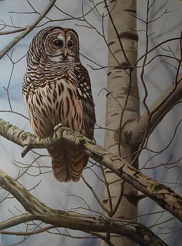 Elusive Sentinel - Sold - Barred Owl by Ron Plaizier