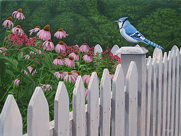 Break of Dawn - Bluejay on a white picket fence by Ron Plaizier