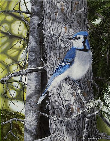 Forest Veil - Bluejay - Bluejay by Ron Plaizier