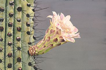 Pitahaya Blossom - Pitahaya Cactus blossom by Martha Thompson