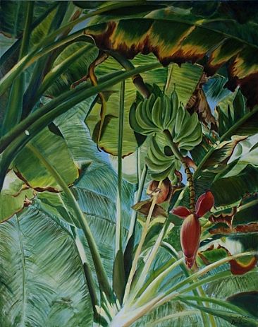 In the shade of banana trees - Banana tree in the Costarican jungle by Suzanne Belair