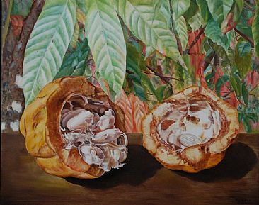Cocoa pod in the sun - Cocoa pod opened with cocoa trees behind by Suzanne Belair