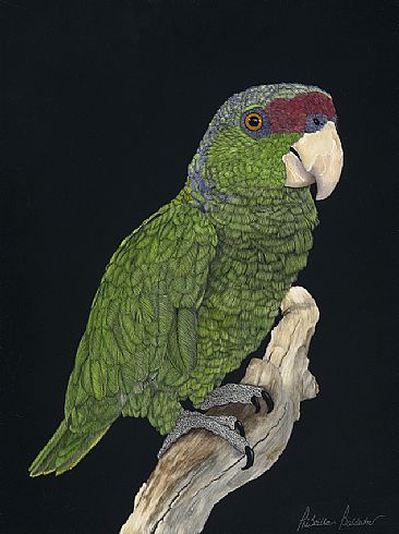 Dreama - Lilac Crowned Parrot by Priscilla Baldwin
