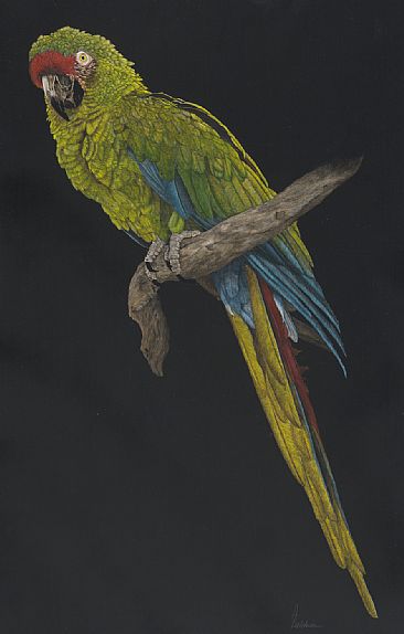 Militrary Macaw - Military Mackaw by Priscilla Baldwin