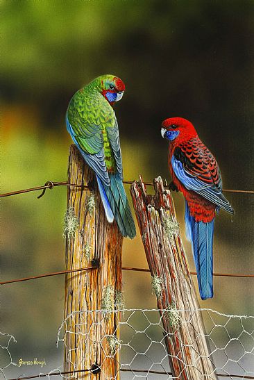 Jets of Crimson Flame - Crimson Rosella by James Hough