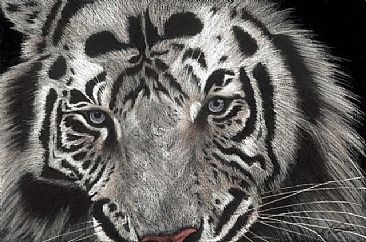 Almos - White Tiger by Lyn Vik
