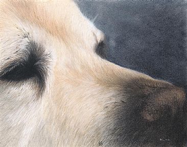 Clemons - Yellow English Labrador by Lyn Vik