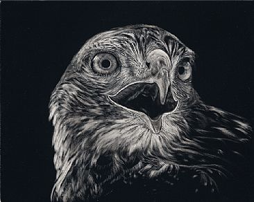 Brash - Juvenile Swainson's hawk by Judy Studwell