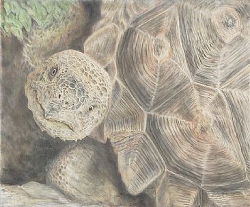 Between a Rock and a Hard Place - Sonoran Desert Tortoise by Judy Studwell