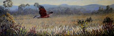 Spotted Harrier - Spotted Harrier by Cathy McClelland