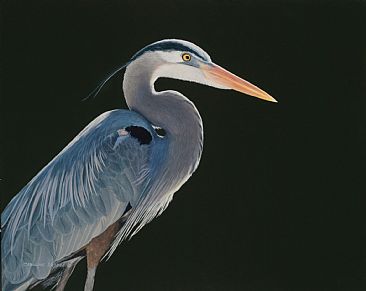 Sunlit - Great-Blue Heron by Caroline Brooks