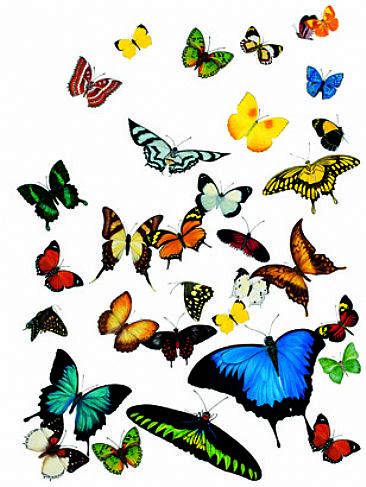 Tropical Butterflies of the World - Butterflies of the World by Susan Shimeld
