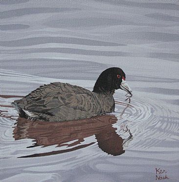 Cootie Pie - An American Coot floating on a pond by Ken  Nash