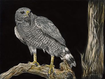 Gray Hawk - Grey Hawk by Marcia Barclay
