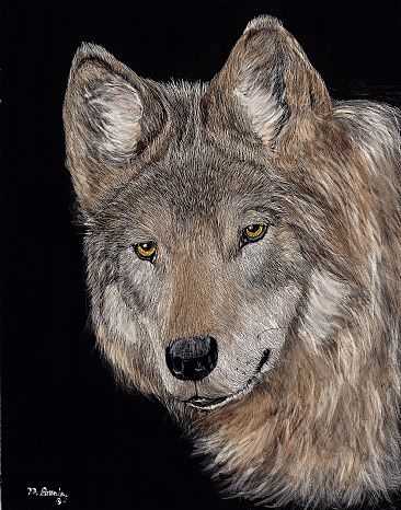 Grey Wolf - WOLF'S HEAD by Marcia Barclay