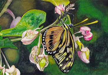 Monarch Beauty - Monarch Butterfly by Cher  Anderson 