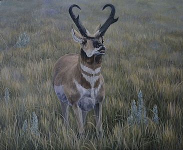 Bindloss Buck - Pronghorn Antelope by Colin Starkevich