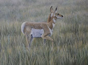 Study of Young Pronghorn -  by Colin Starkevich