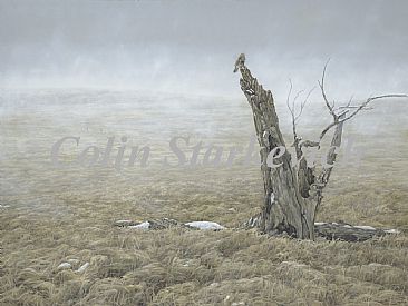 Grassland Harmonies - Rough-legged Hawk, Pronghorn Antelope by Colin Starkevich