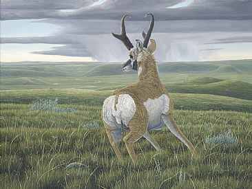 Navigation - Pronghorn - Pronghorn Antelope by Colin Starkevich
