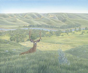 Rejuvenation - Mule Deer by Colin Starkevich