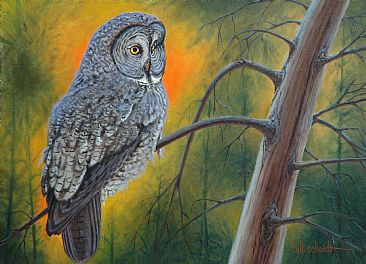 Great Gray Owl - Great Gray Owl by Bill Scheidt