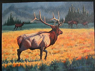 Harem Master - Elk by Bill Scheidt
