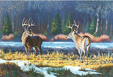 Intimidation - Wildlife-White tailed deer by Bill Scheidt