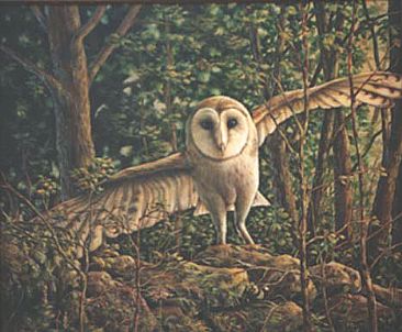 Evening Flight - Owl - Barn Owl by Kay Polito