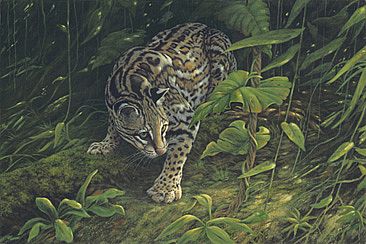 Rainforest Phantom - Cat-Ocelot by Kay Polito