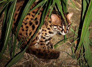 Leopard Cat - Leopard Cat seen in Borneo by Candy McManiman