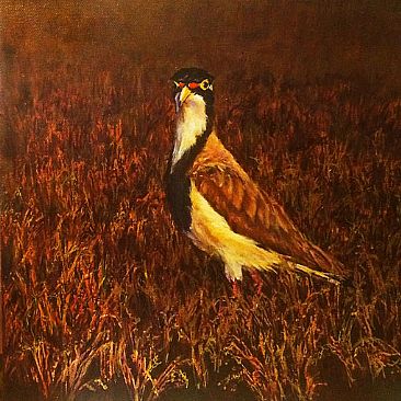 Golden Light - Banded Lapwing by Candy McManiman