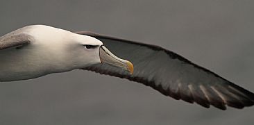 Framed-Albatross Portrait - albatros in flight by Candy McManiman