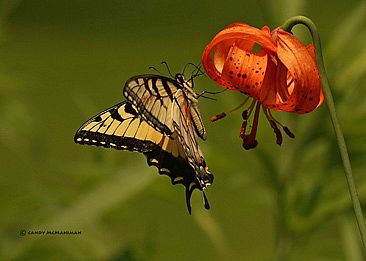 Swallowtail - Tigr swallow tail , tiger lily by Candy McManiman
