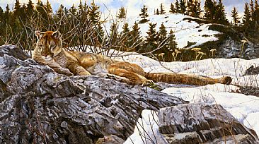 Cat-a-mount (SOLD) - Mountain Lion by Linda Besse