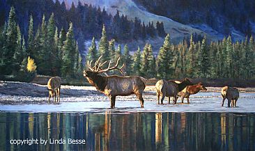Call of the Wild - Elk by Linda Besse