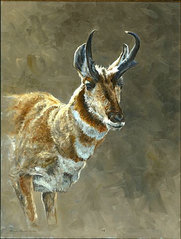 The Gold Collection - Pronghorn - Pronghorn by Linda Besse