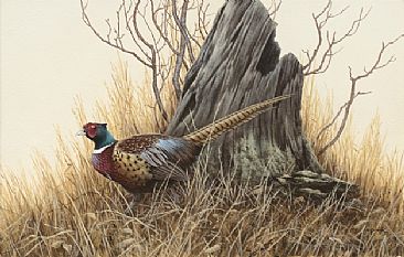 A Fine Fellow Indeed - Pheasant by Ron Orlando