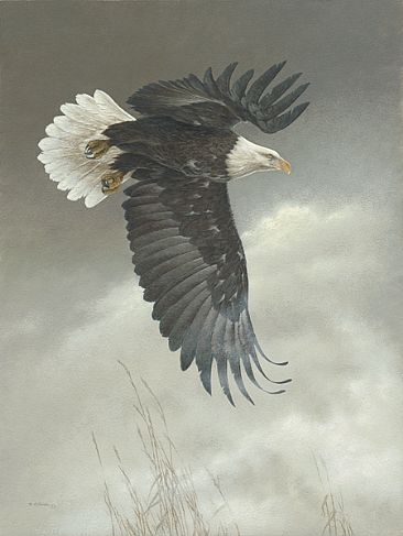 Low Approach - Bald Eagle by Ron Orlando