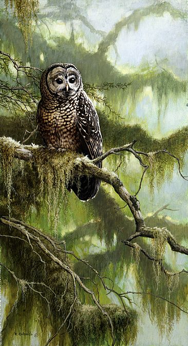 Morning Light-Spotted Owl - Spotted Owl by Ron Orlando